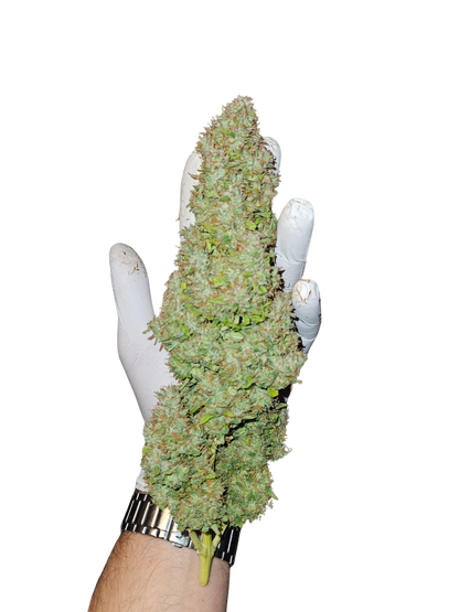 Mimosa Orange Auto (Mixed Seeds)