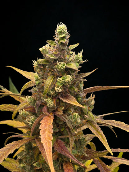 Zkittarilla Auto (MischSeeds)