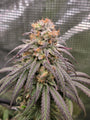 Blueberry Muffin (Humboldt Seed Co.) Feminized