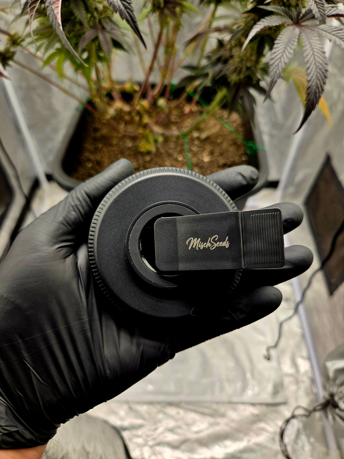 MischSeeds Trichome-Glow Pro