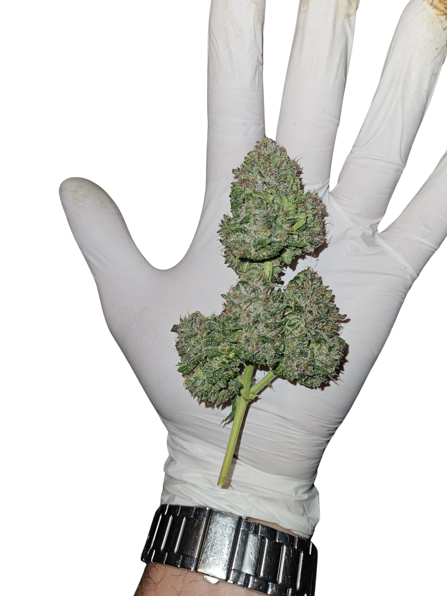GMO Auto (MischSeeds)