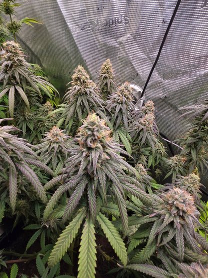 Blueberry Muffin (Humboldt Seed Co.) Feminized