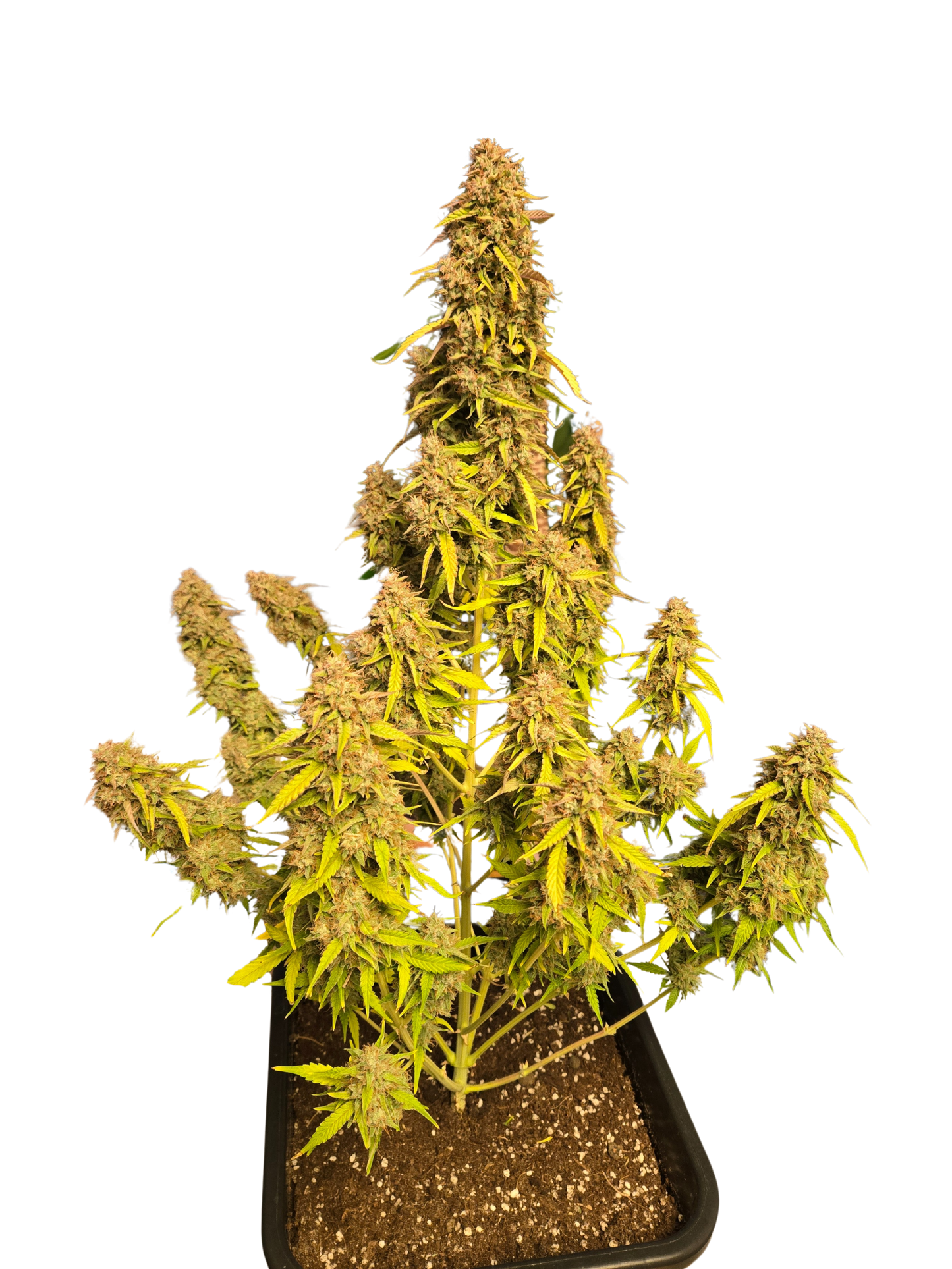Mimosa Orange Auto (MischSeeds)