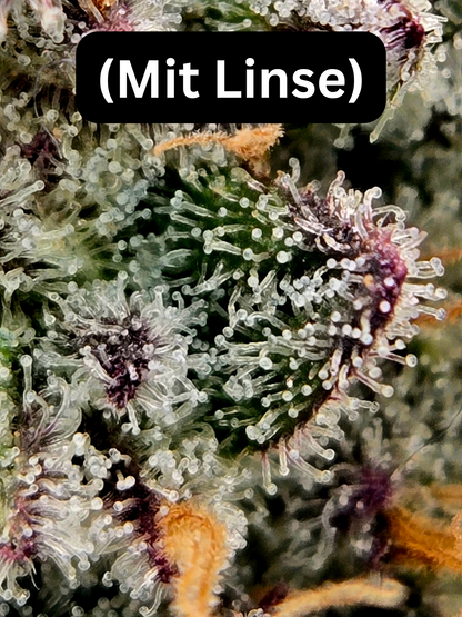 Trichome-Glow Pro (MischSeeds)