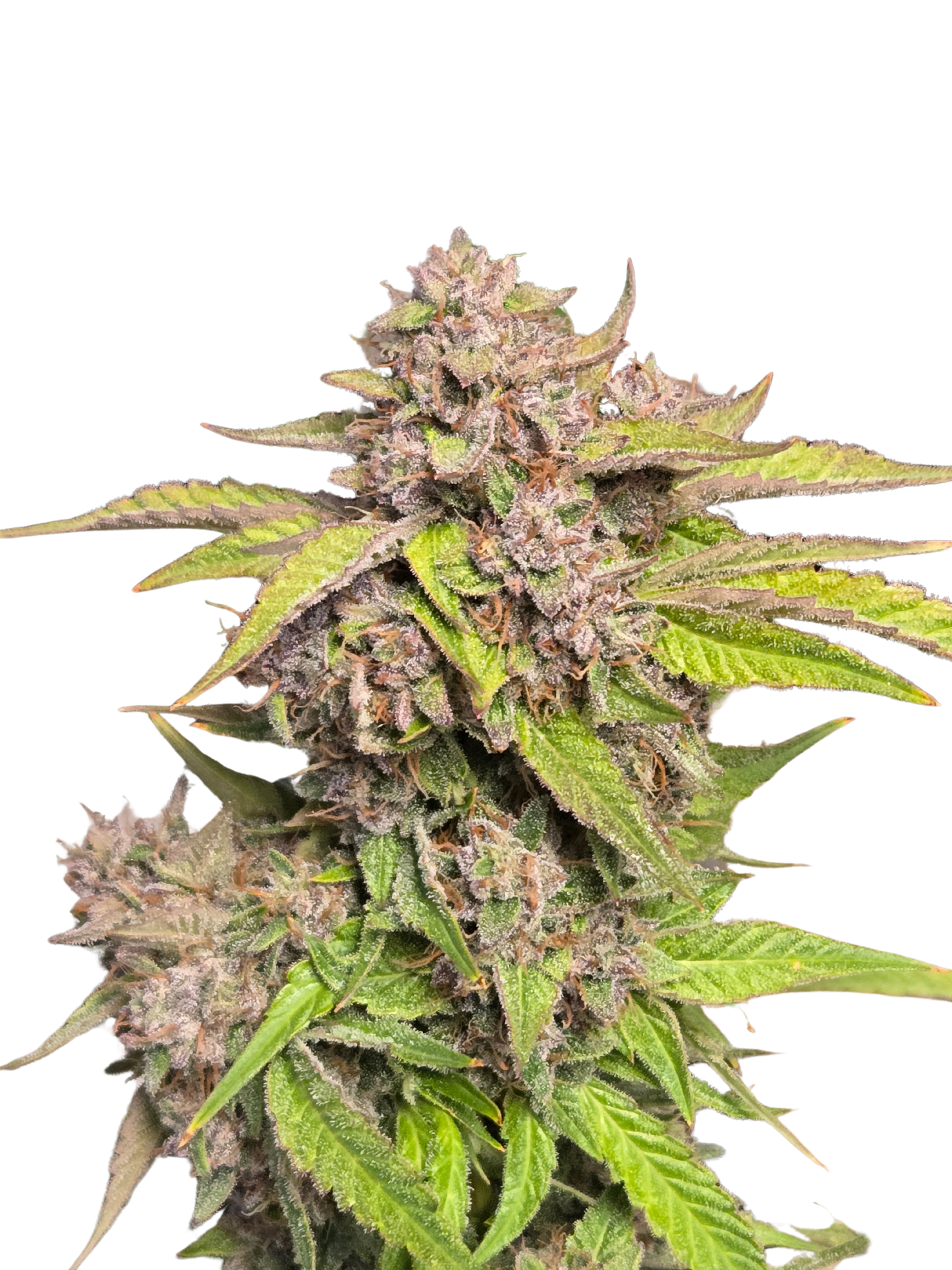 GMO Auto (MischSeeds)