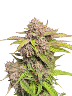 GMO Auto (MischSeeds) Cannabis Samen von MischSeeds