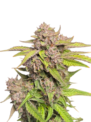 GMO Auto (MischSeeds) Cannabis Samen von MischSeeds