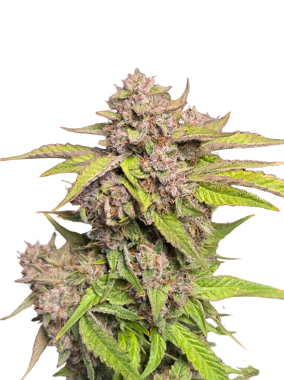 GMO Auto (MischSeeds)