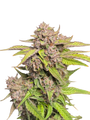 GMO Auto (Mixed Seeds)