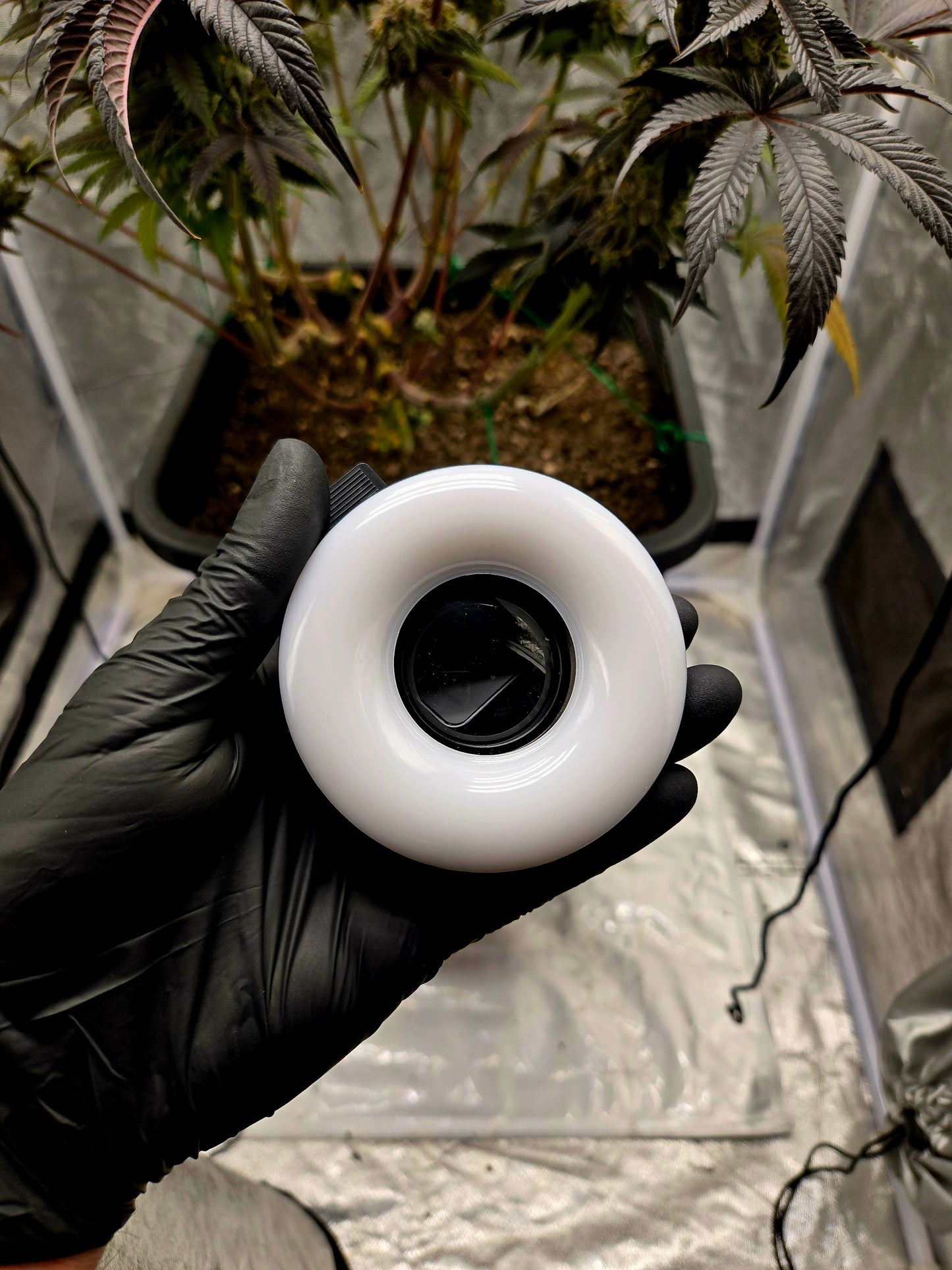 Trichome-Glow Pro (MischSeeds)