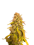Mimosa Orange Auto (MischSeeds) Cannabis Samen von MischSeeds