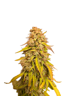 Mimosa Orange Auto (MischSeeds) Cannabis Samen von MischSeeds