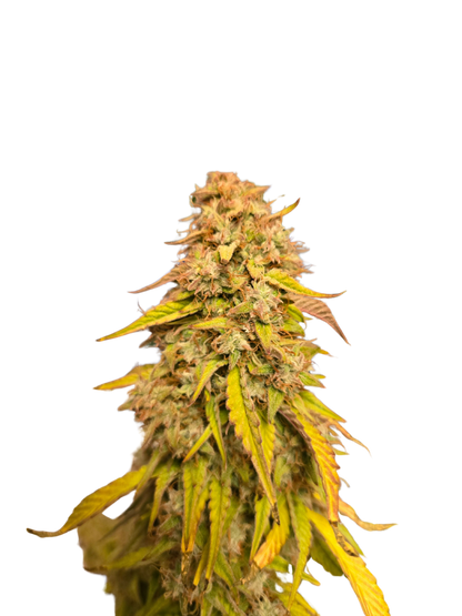 Mimosa Orange Auto (Mixed Seeds)