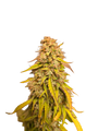 Mimosa Orange Auto (Mixed Seeds)