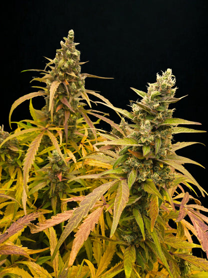 Zkittarilla Auto (MischSeeds)