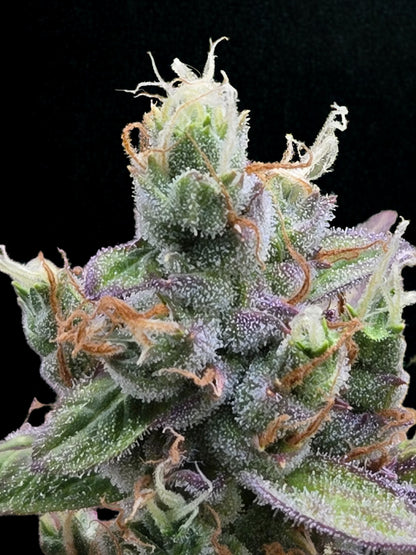 Zkittarilla Auto (MischSeeds)