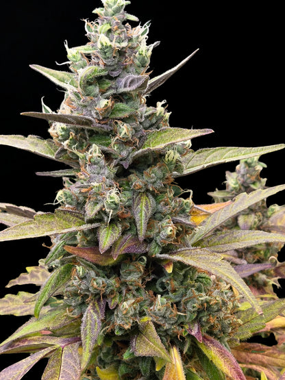 Zkittarilla Auto (MischSeeds)