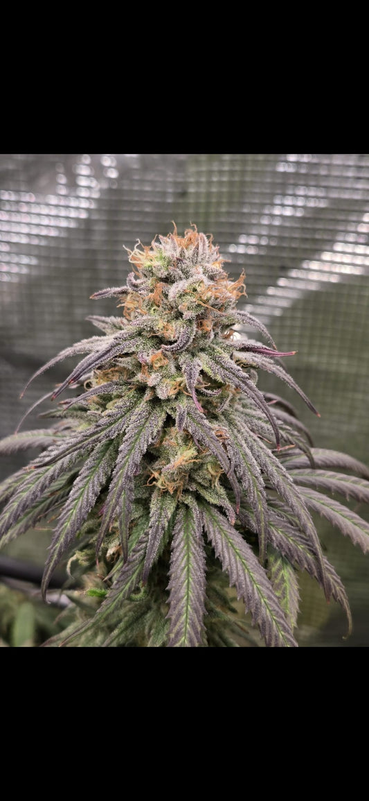 Blueberry Muffin (Humboldt Seed Co.) feminisiert Cannabis Samen von Humboldt Seed Co.