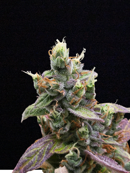 Zkittarilla Auto (MischSeeds)