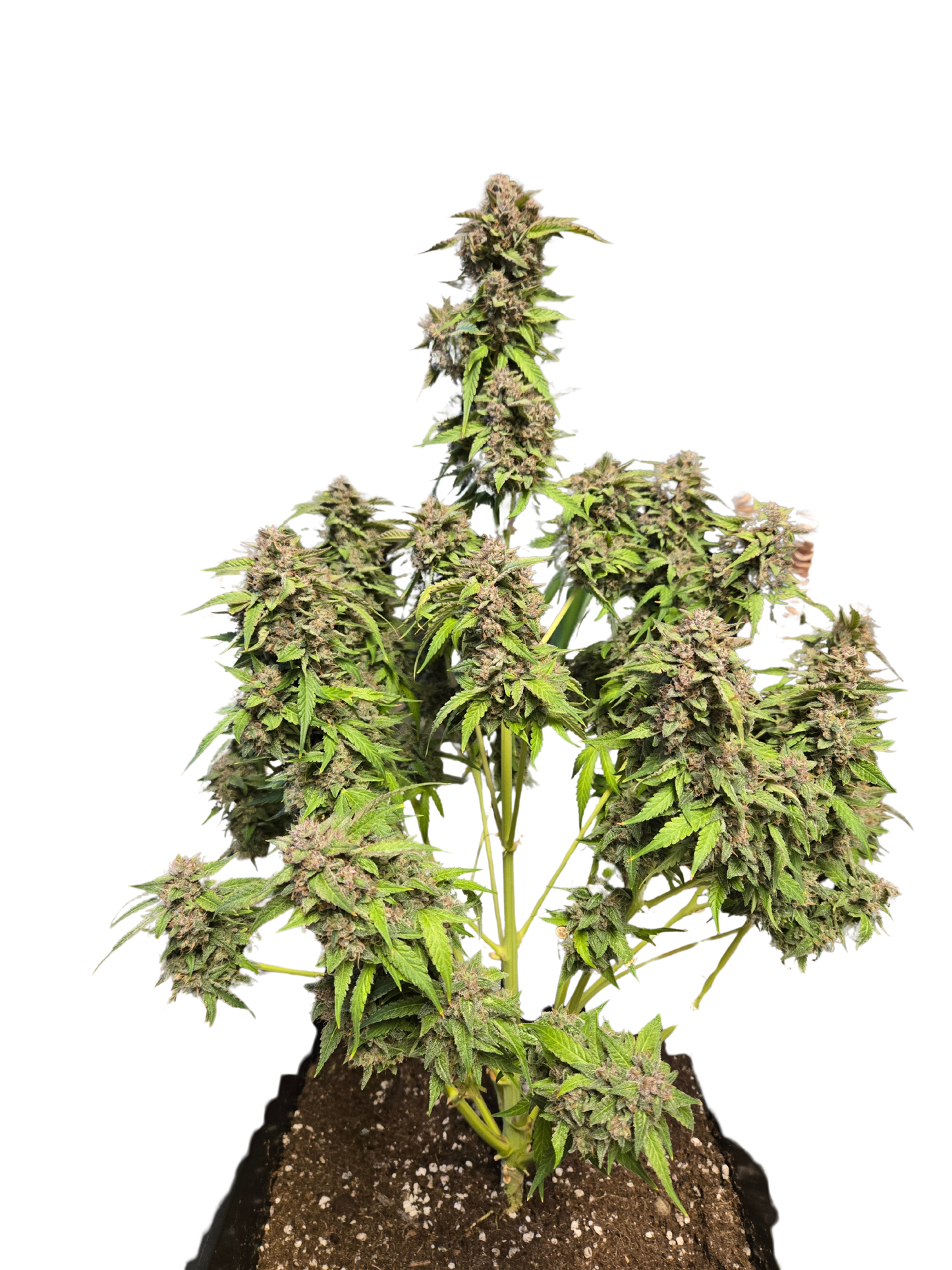 GMO Auto (MischSeeds)