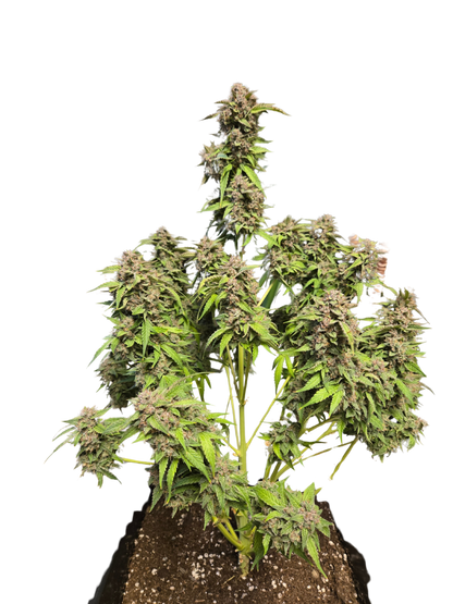 GMO Auto (MischSeeds)