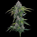 Rosetta Stone (Brothers Grimm Seeds) feminisiert Cannabis Samen von Brothers Grimm Seeds