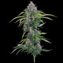 Rosetta Stone (Brothers Grimm Seeds) feminized