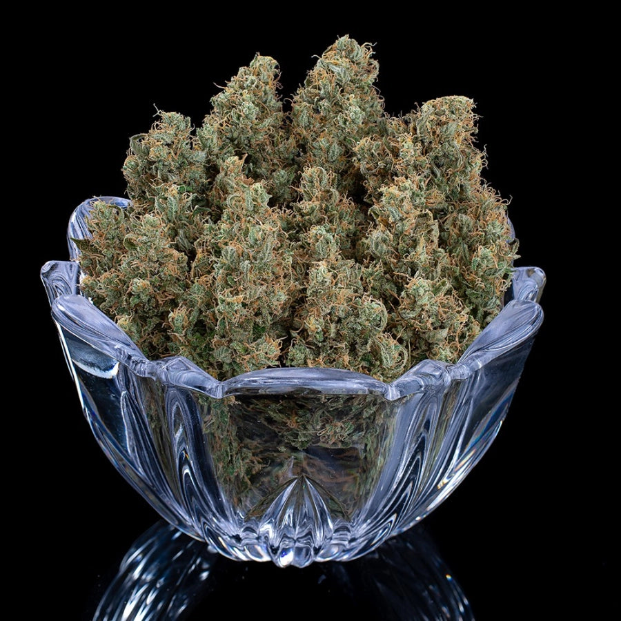 Rosetta Stone (Brothers Grimm Seeds) feminisiert