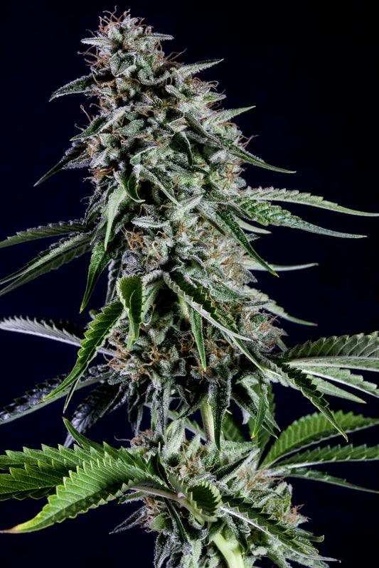 RS11 (Kannabia Seeds) feminisiert