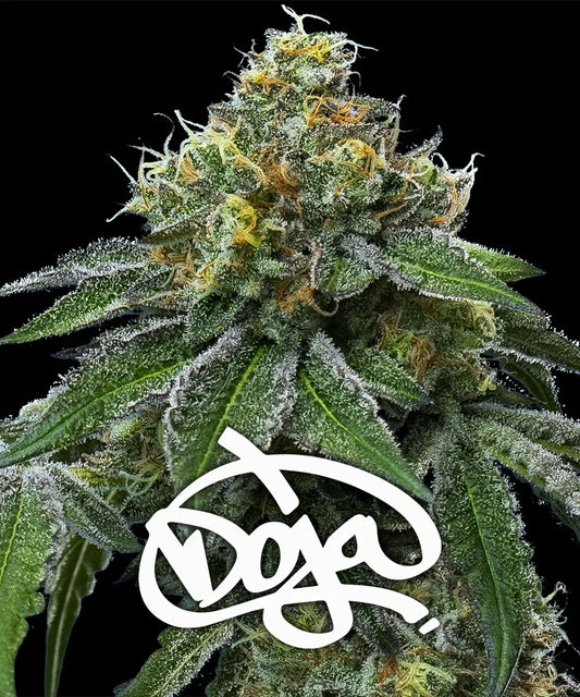 RS11 x Banana OG (Barneys Farm) feminisiert