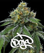 RS11 x Banana OG (Barneys Farm) feminized