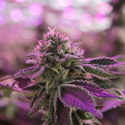 RS11 x Banana OG (Barneys Farm) feminisiert