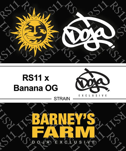 RS11 x Banana OG (Barneys Farm) feminisiert