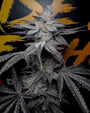 Rubicite (Solfire Gardens) feminized