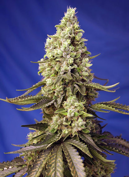 Runtz XL Auto (Sweet Seeds)