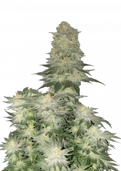 Wedding Cheesecake FF (FastBuds) feminisiert