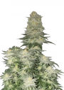 Wedding Cheesecake FF (FastBuds) Feminized