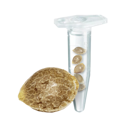 CBD Crack Auto (FastBuds)