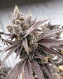 Shot Caller (Solfire Gardens) feminized