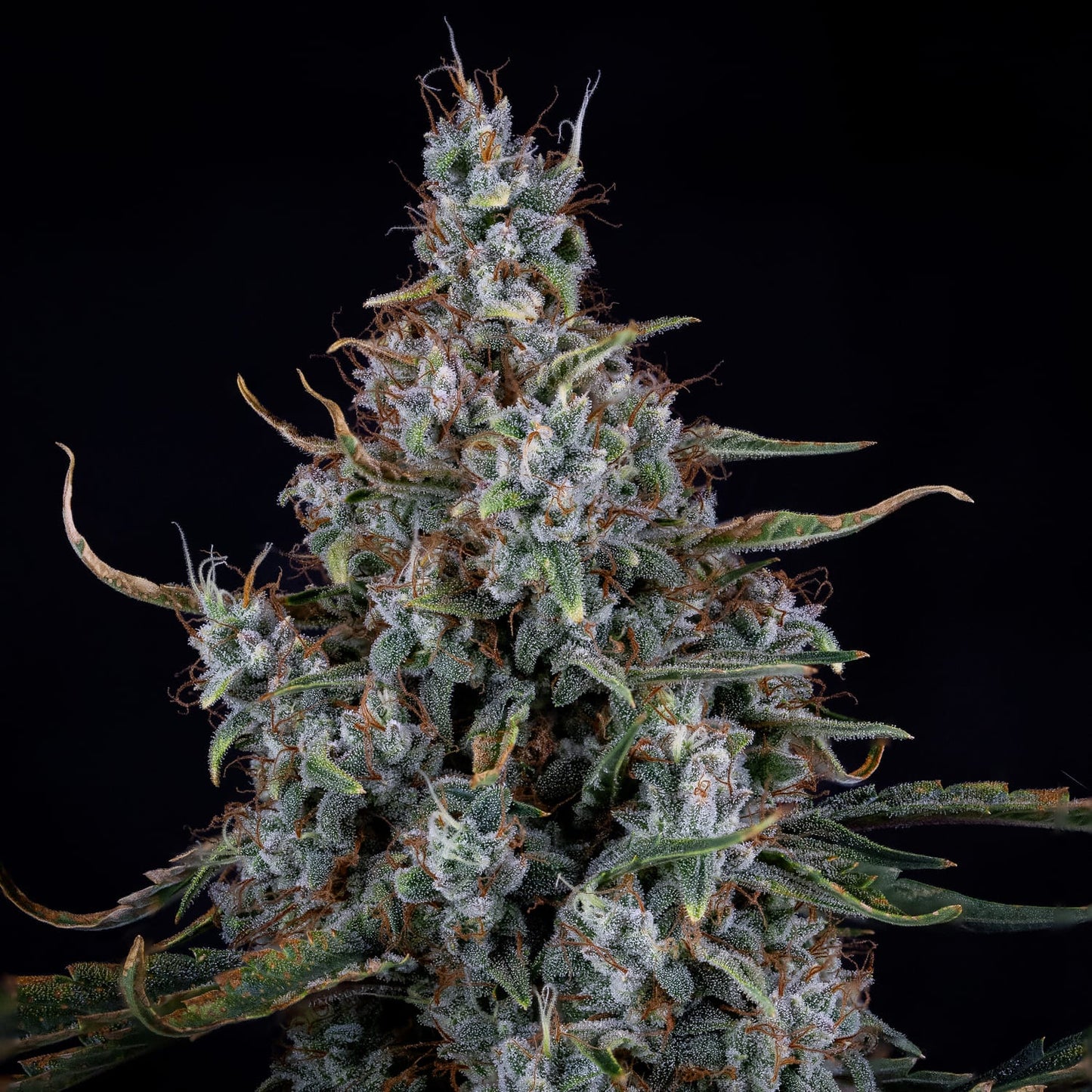 Skystomper 2.0 Auto (Mephisto Genetics)