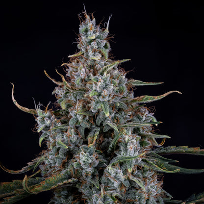 Skystomper 2.0 Auto (Mephisto Genetics)