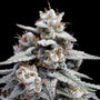Skywalker Kush Auto (DNA Genetics)