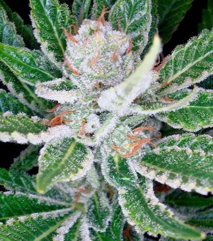 Sleestack x Skunk (DNA Genetics) Regulär Cannabis Samen von DNA Genetics