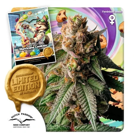 Slurricane Cookies (Dutch Passion) feminisiert Cannabis Samen von Dutch Passion