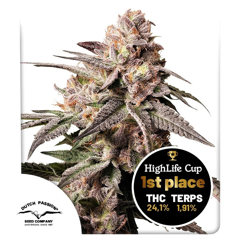 Slush Mint Cake (Dutch Passion) feminisiert Cannabis Samen von Dutch Passion