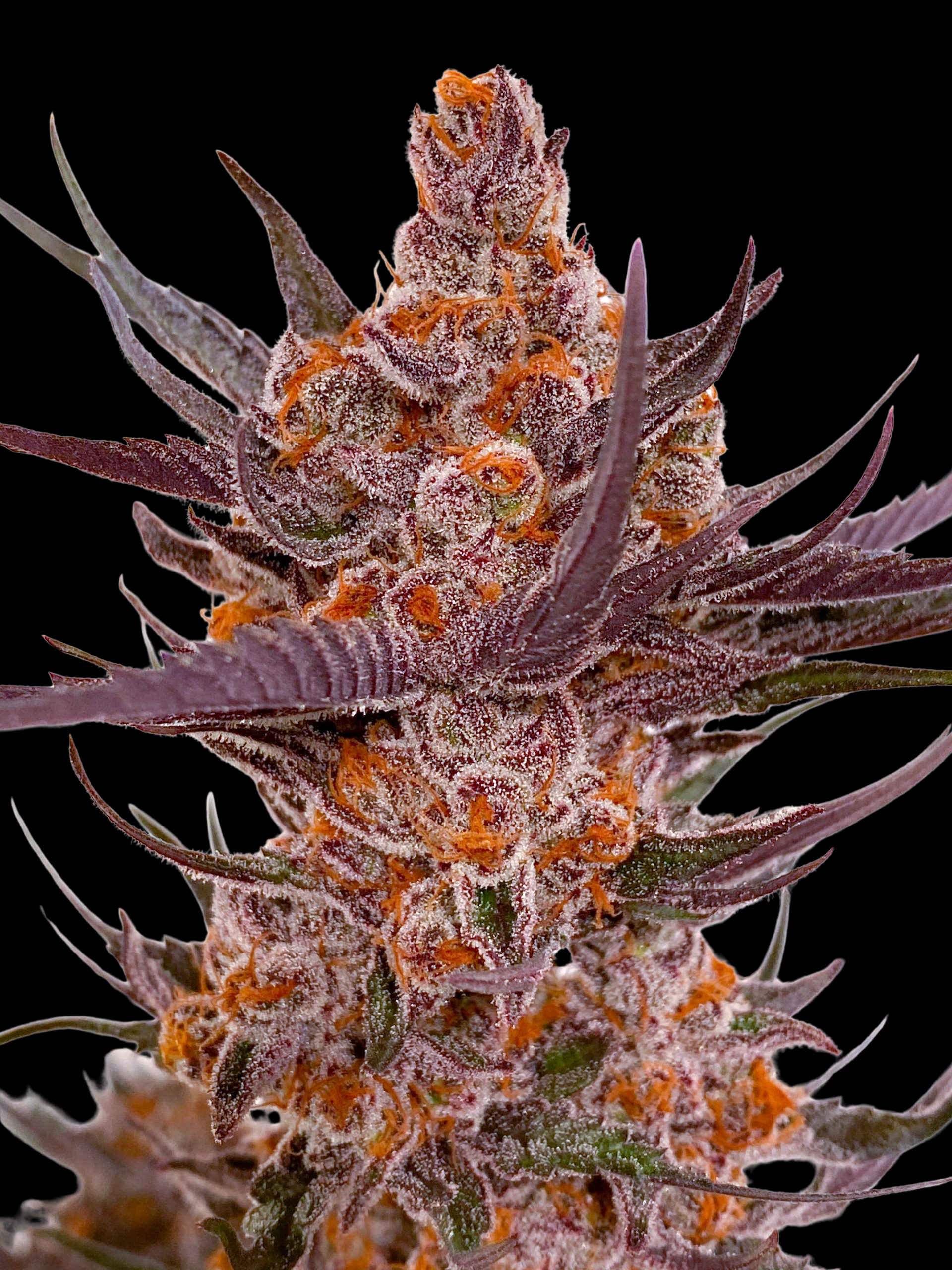 BioBizz Düngeschema: Der komplette Guide inkl. Tabellen 🌿 – MischSeeds