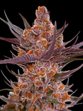 Spanish Moon S1 (Lovin In Her Eyes) feminisiert Cannabis Samen von Lovin In Her Eyes
