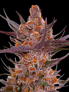 Spanish Moon S1 (Lovin In Her Eyes) feminisiert Cannabis Samen von Lovin In Her Eyes
