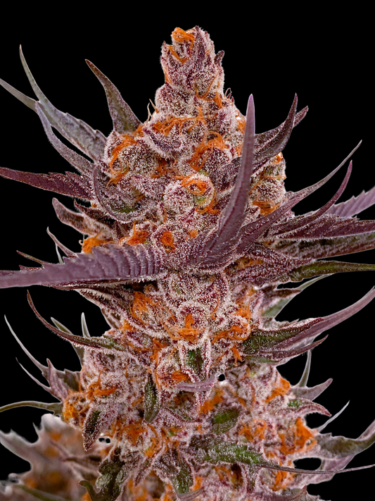 Spanish Moon S1 (Lovin In Her Eyes) feminisiert