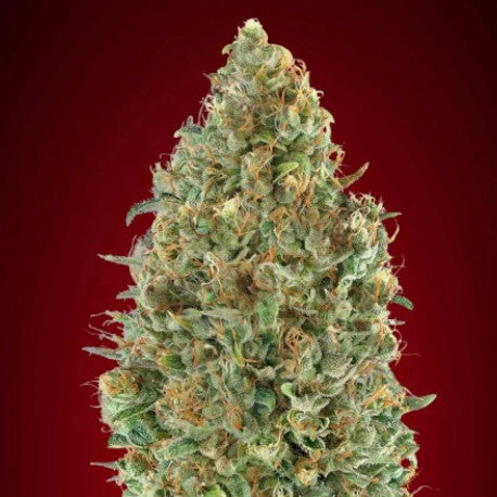 Kaya 47 Auto (Advanced Seeds) autoflowering